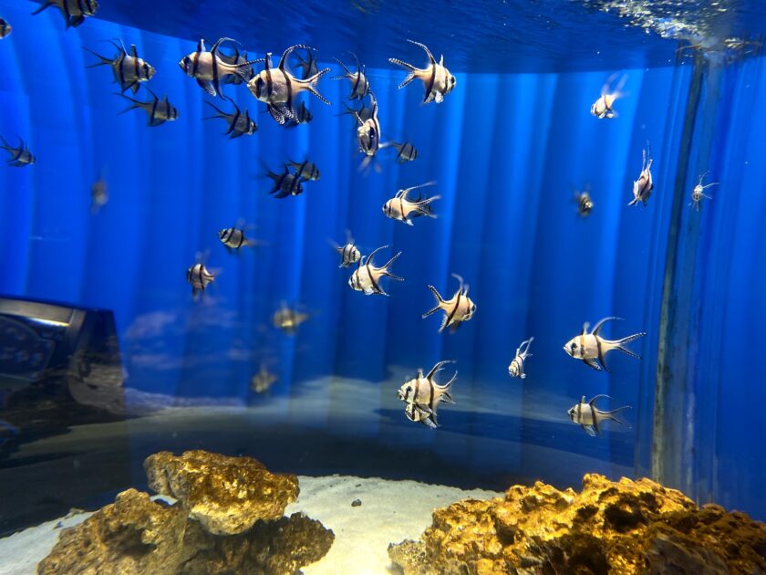 赤ちゃんと水族館はいつから 持ち物 ポイントまとめました コロナ禍での水族館